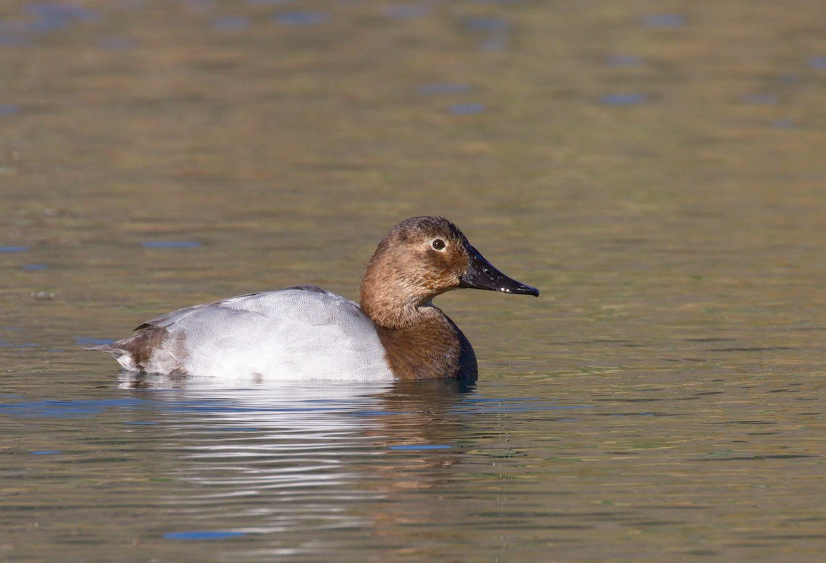 Canvasback - ML652177025