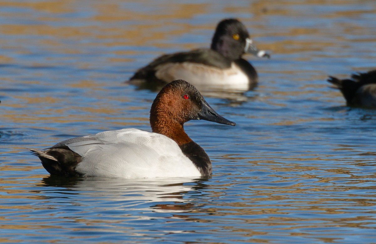 Canvasback - ML652177030