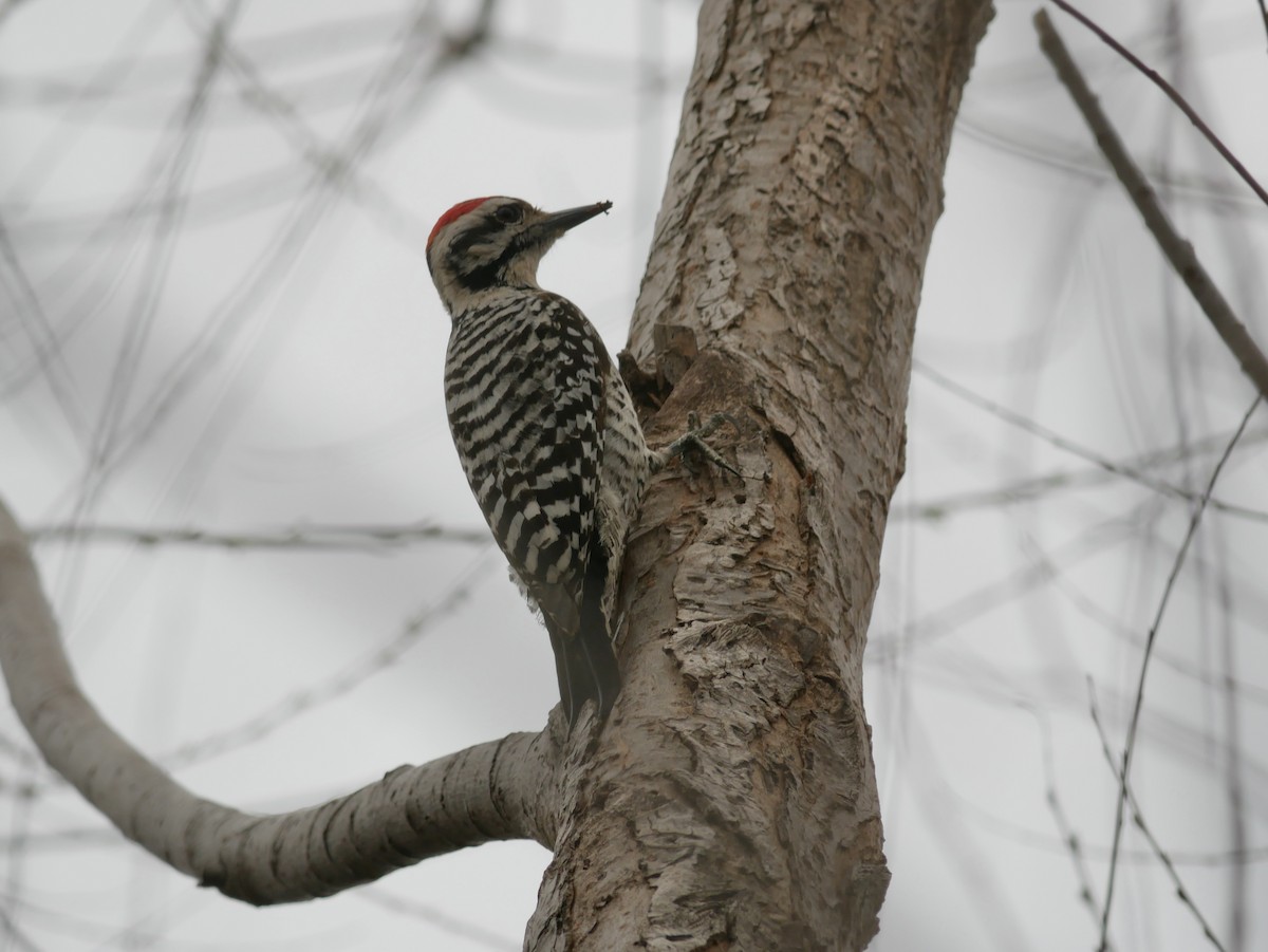 Ladder-backed Woodpecker - ML652177292