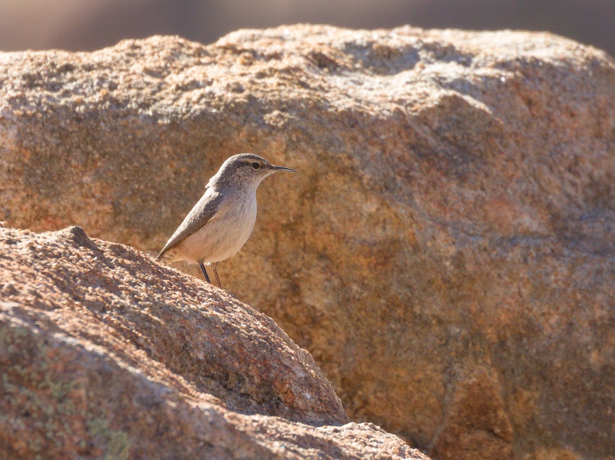 Felsenzaunkönig - ML652177413