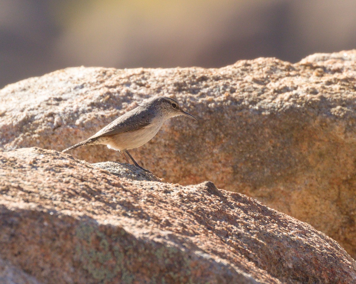 Felsenzaunkönig - ML652177414