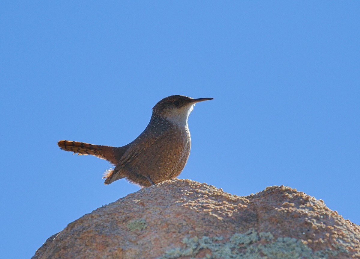 Schluchtenzaunkönig - ML652177417