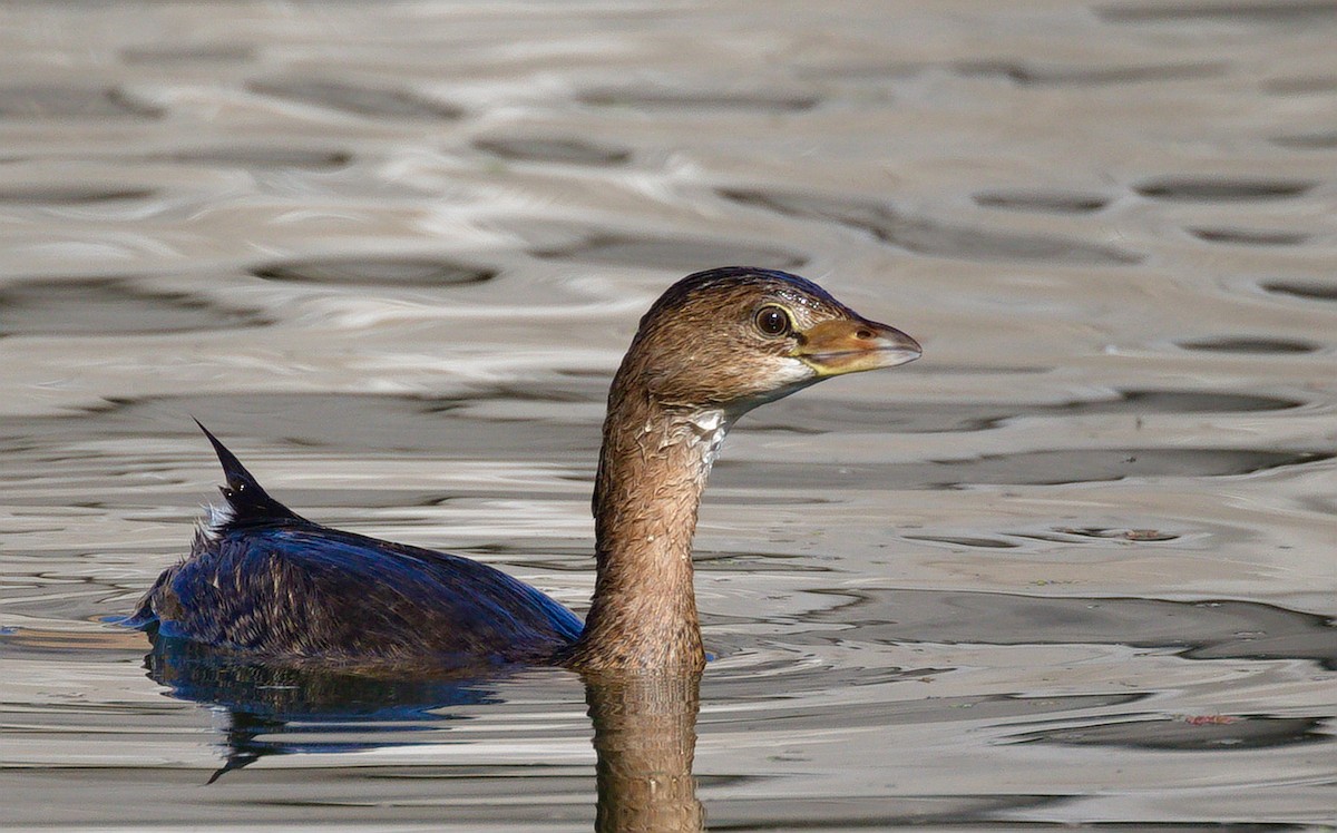 Bindentaucher - ML652177425