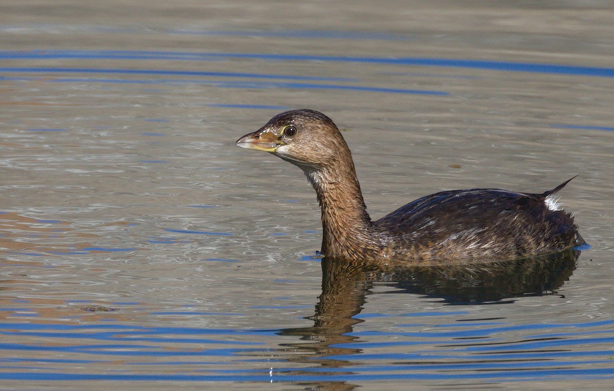 Bindentaucher - ML652177432