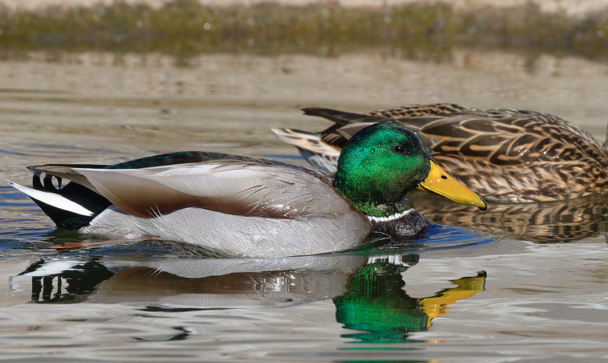 Stockente - ML652177444