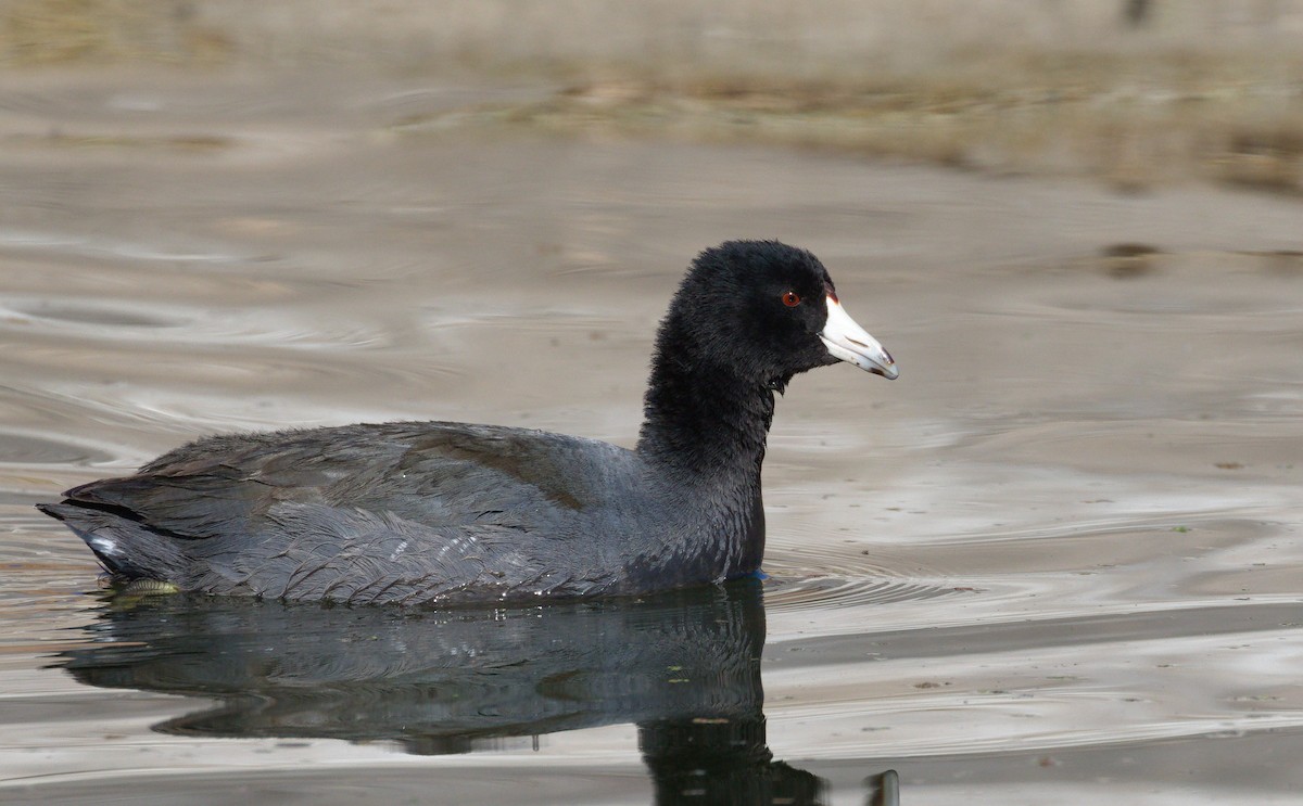 Indianerblässhuhn - ML652177452