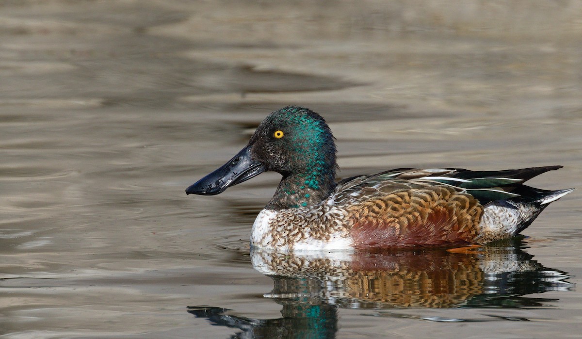 Löffelente - ML652177460