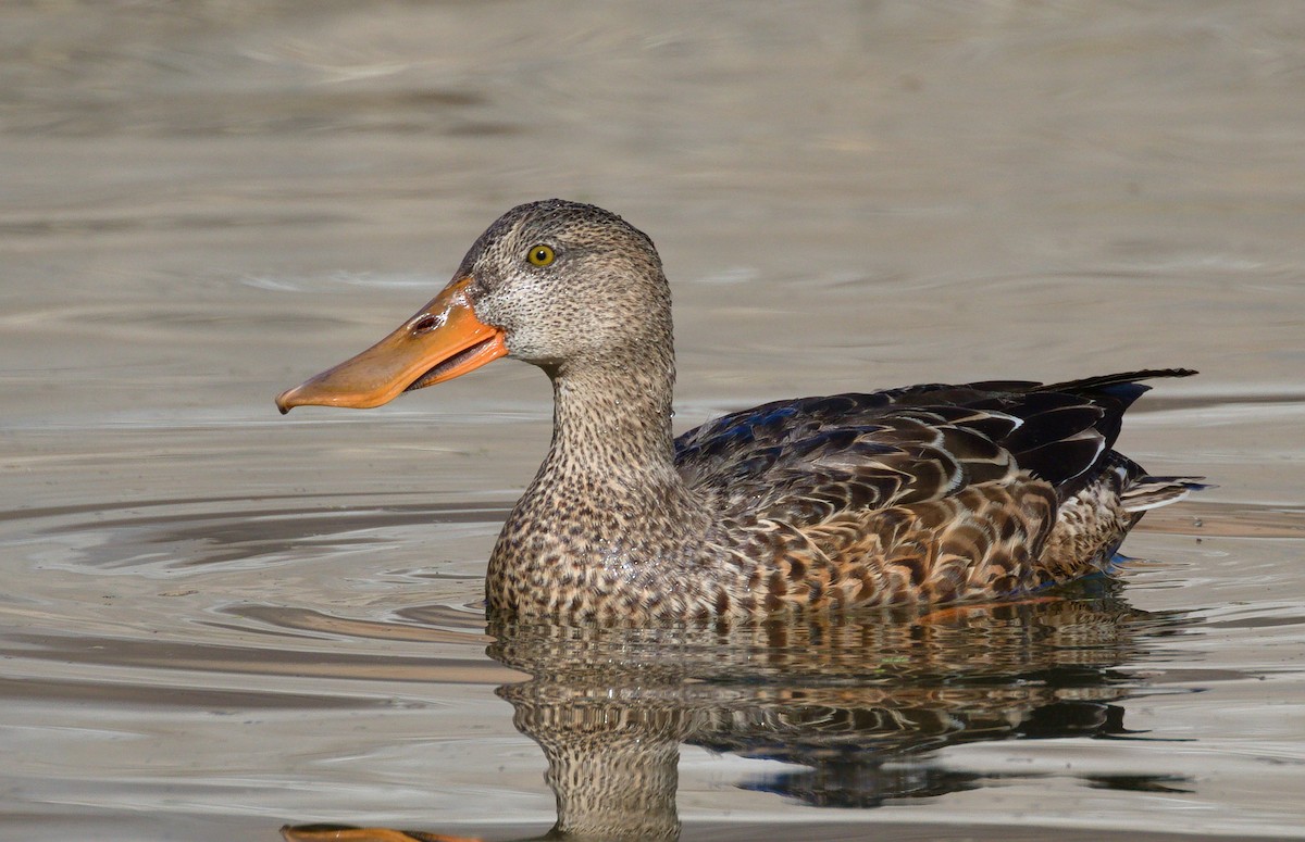 Löffelente - ML652177461