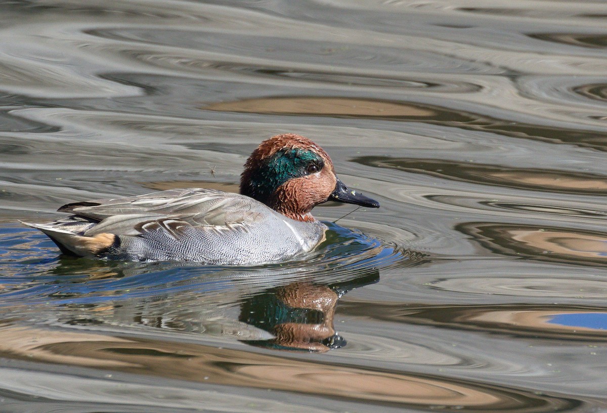 Krickente (Carolinakrickente) - ML652177471