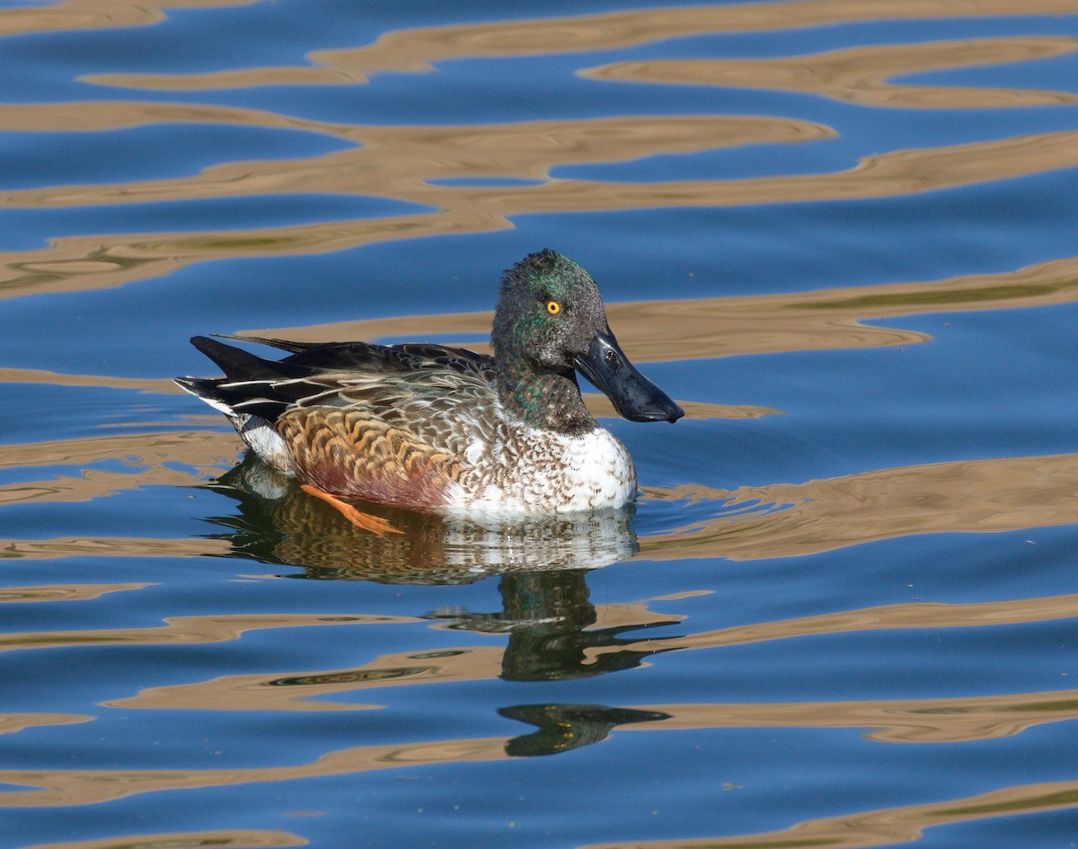 Löffelente - ML652177474