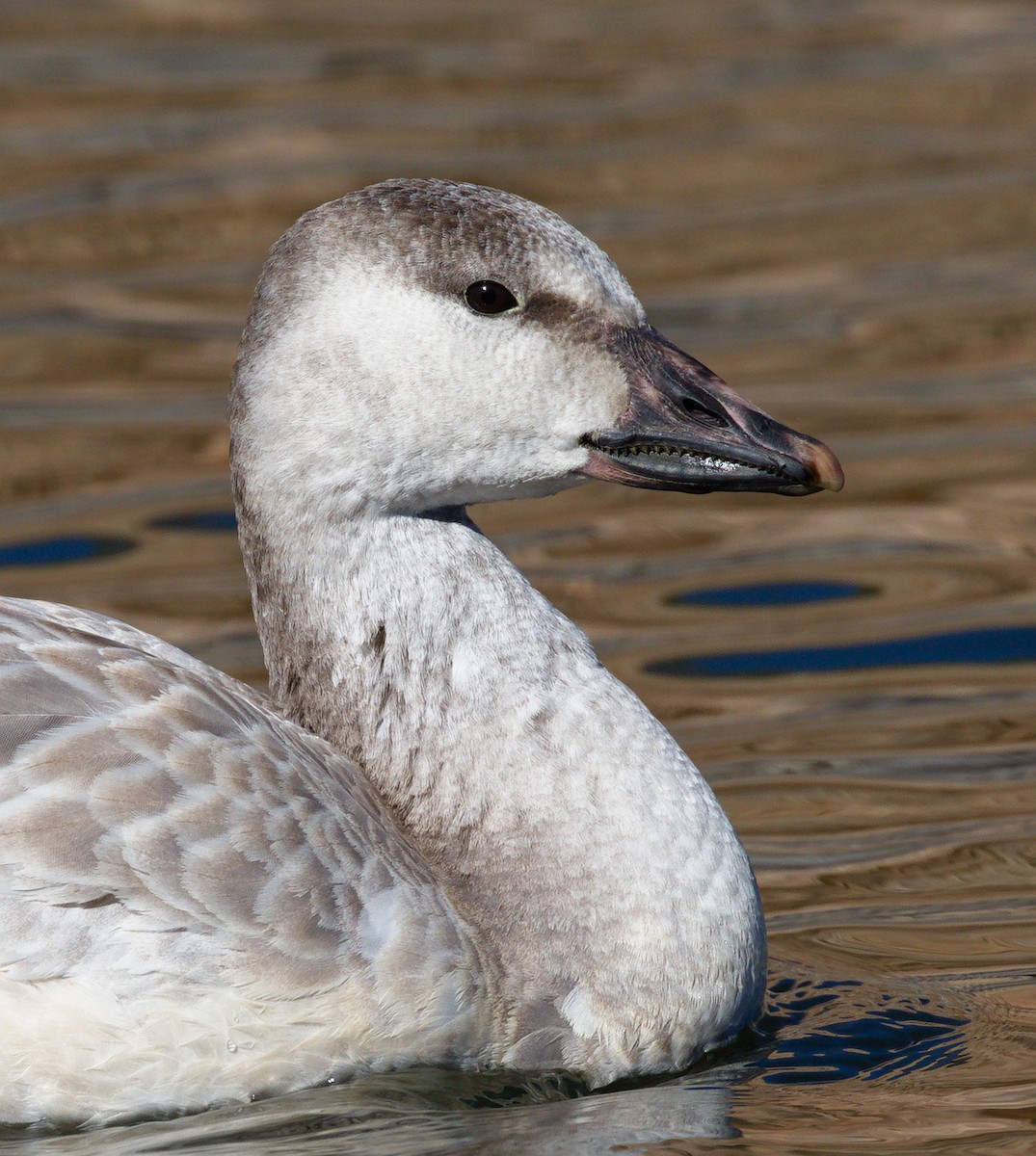 Schneegans - ML652177476