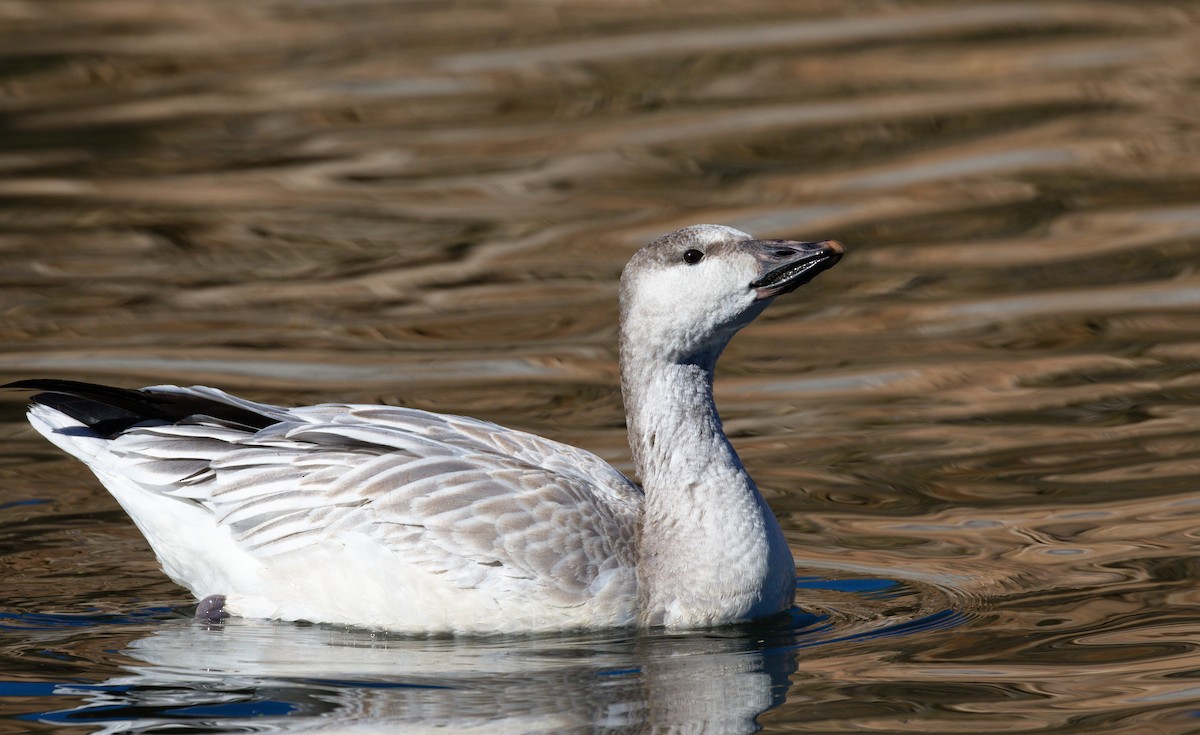 Schneegans - ML652177477