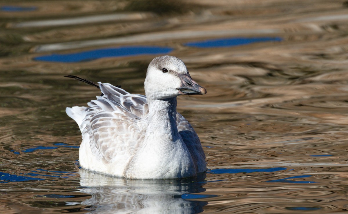 Schneegans - ML652177479