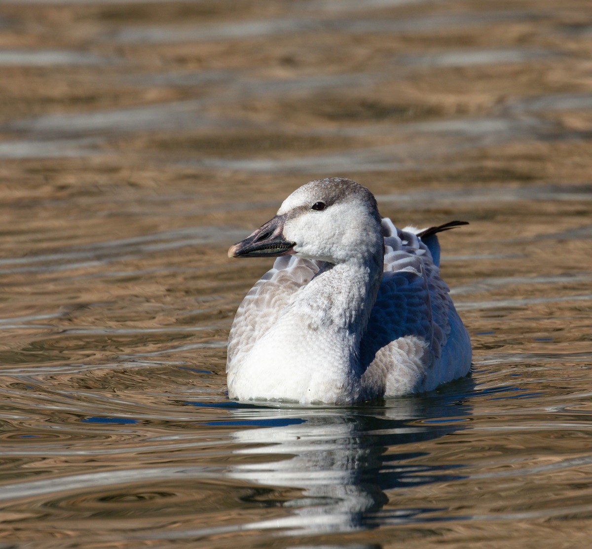 Schneegans - ML652177483