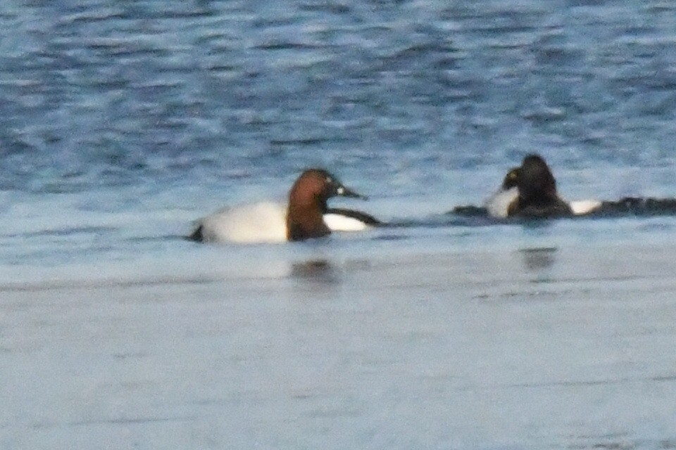 Canvasback - ML652177756