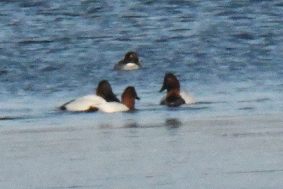 Canvasback - ML652177757