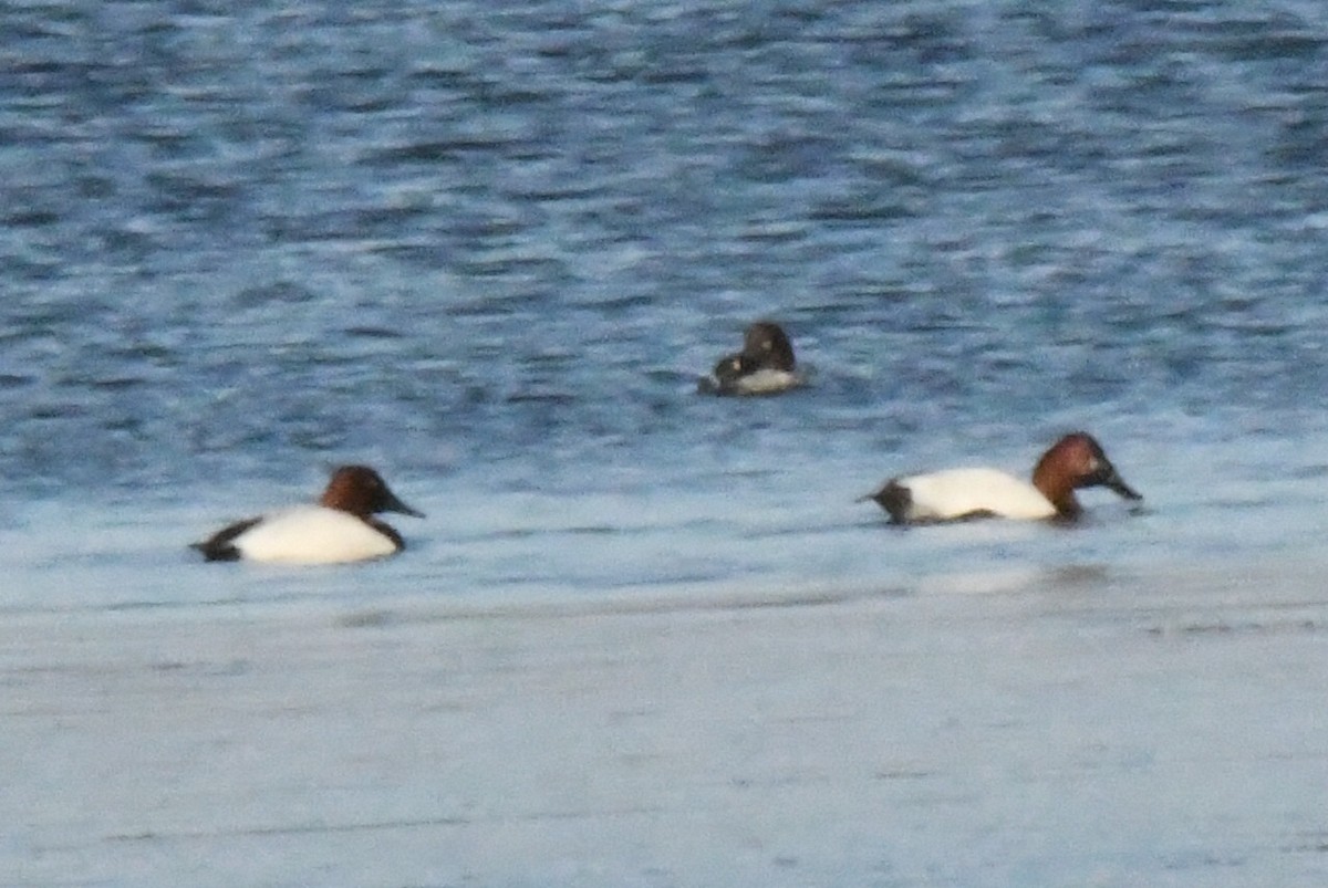 Canvasback - ML652178059