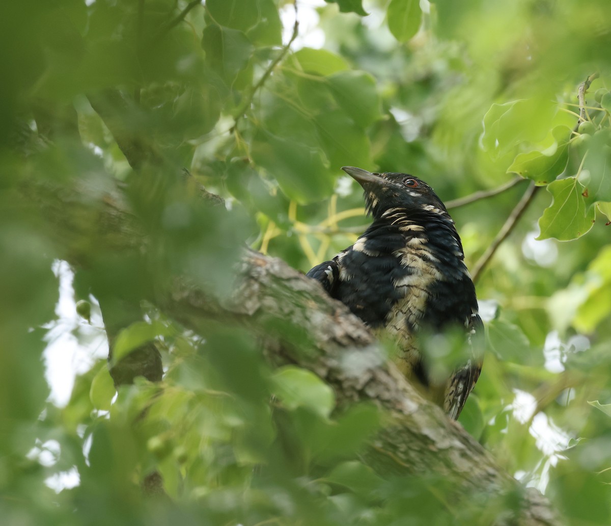 kukačka pacifická - ML652178197