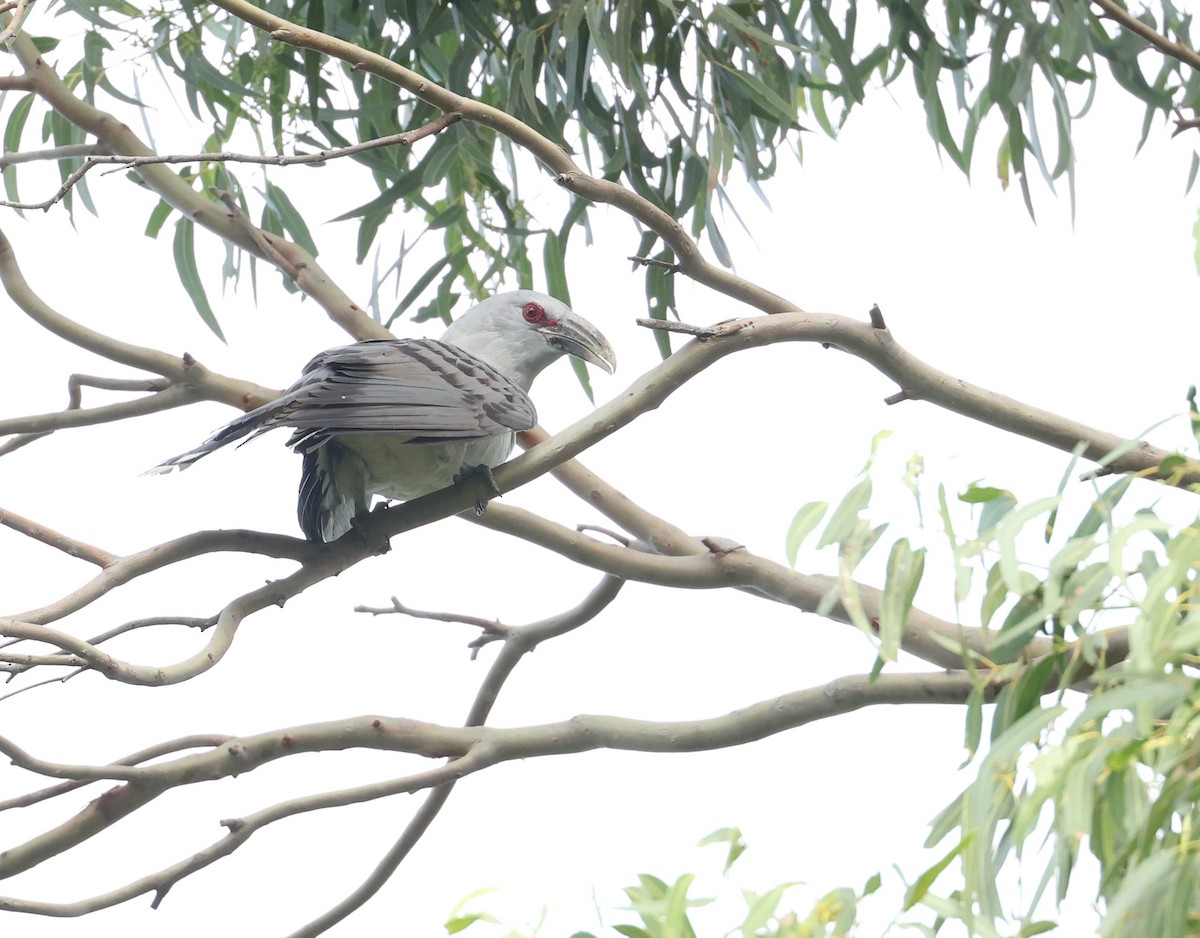 kukačka obrovská - ML652178200