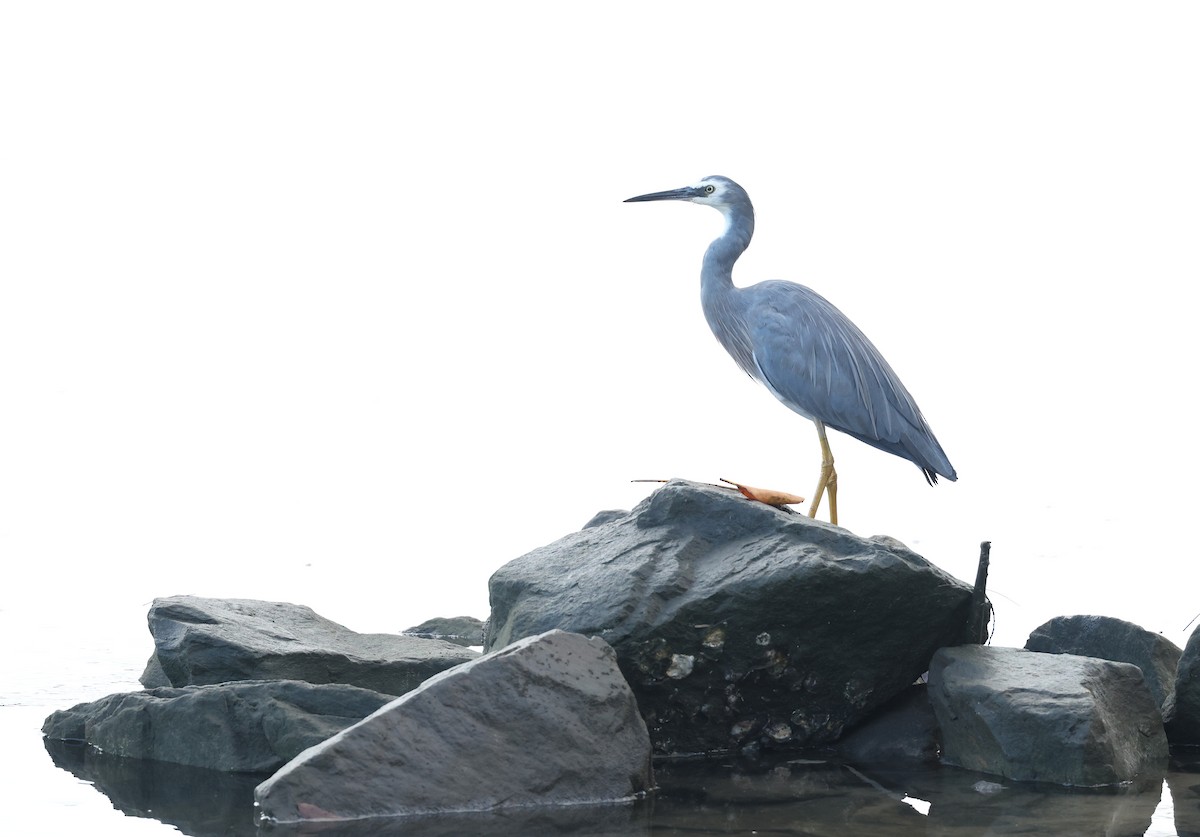 volavka bělolící - ML652178216