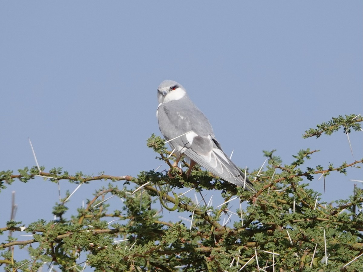 Scissor-tailed Kite - ML652178314