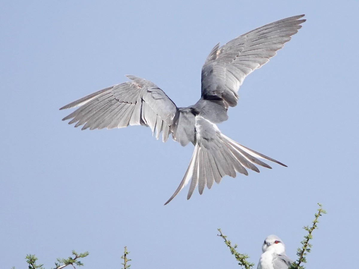 Scissor-tailed Kite - ML652178315