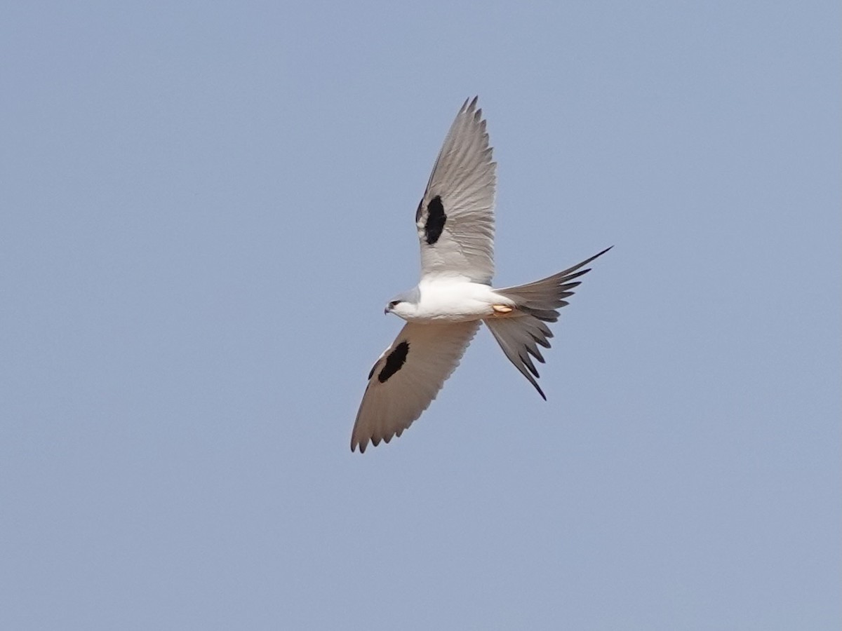 Scissor-tailed Kite - ML652178316