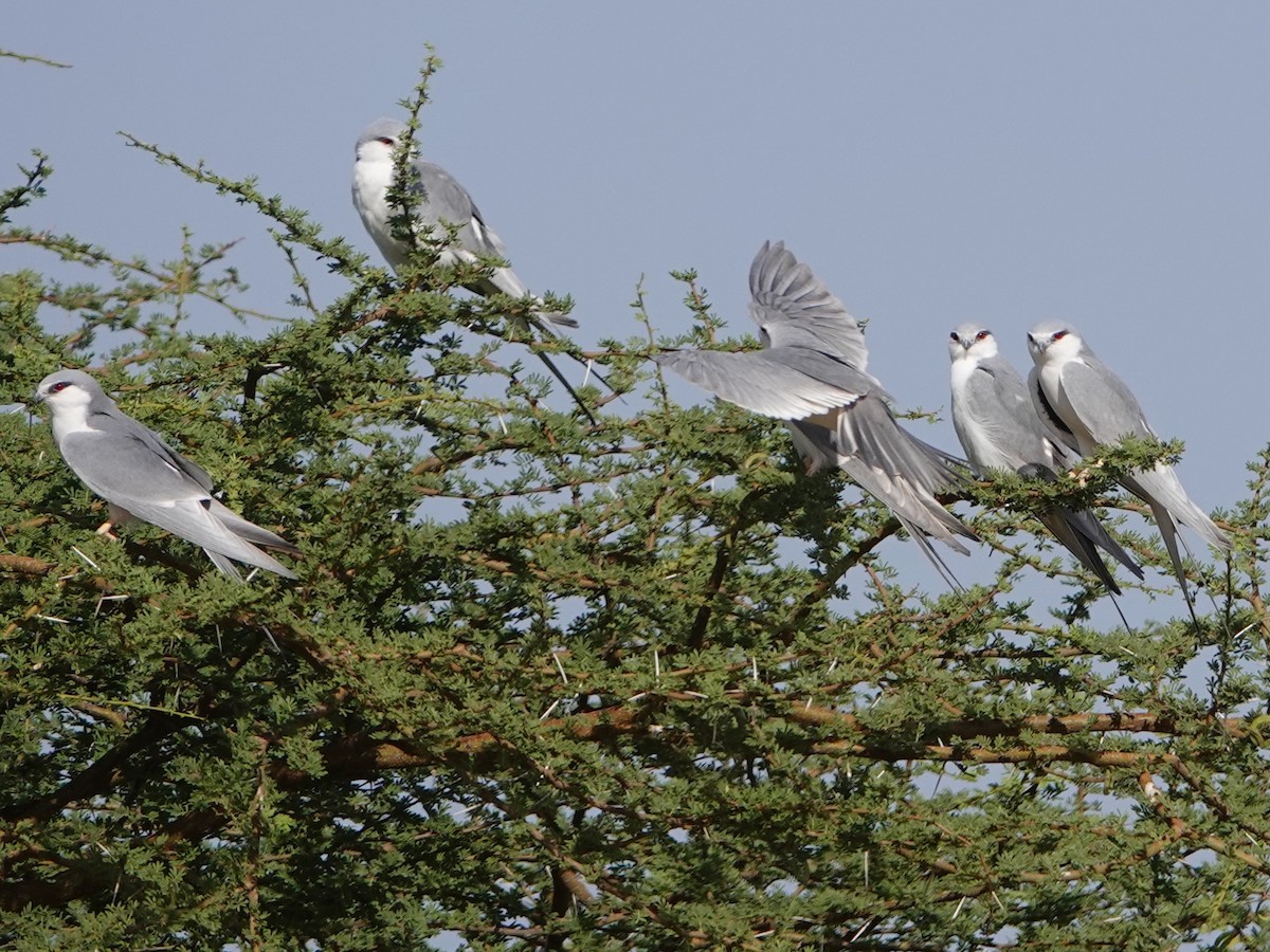 Scissor-tailed Kite - ML652178317