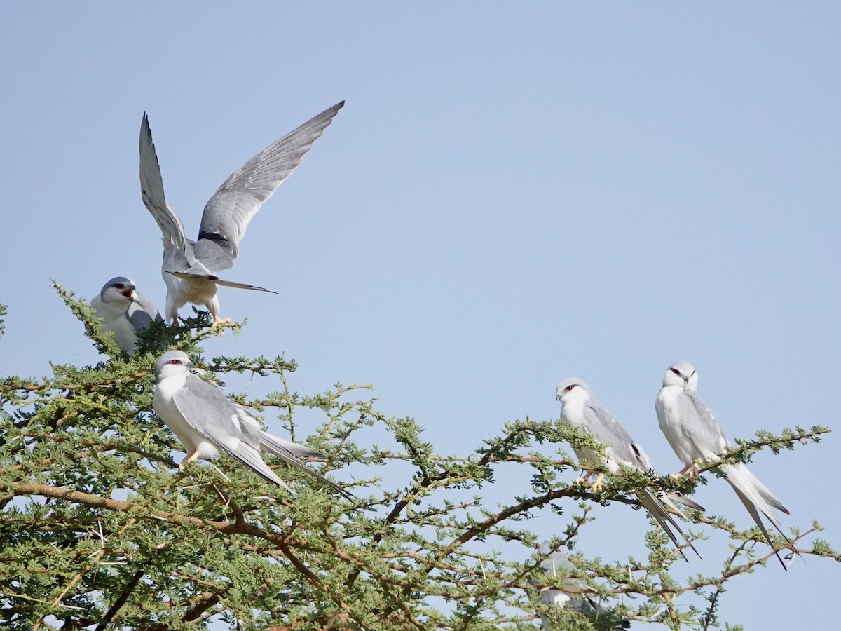 Scissor-tailed Kite - ML652178318