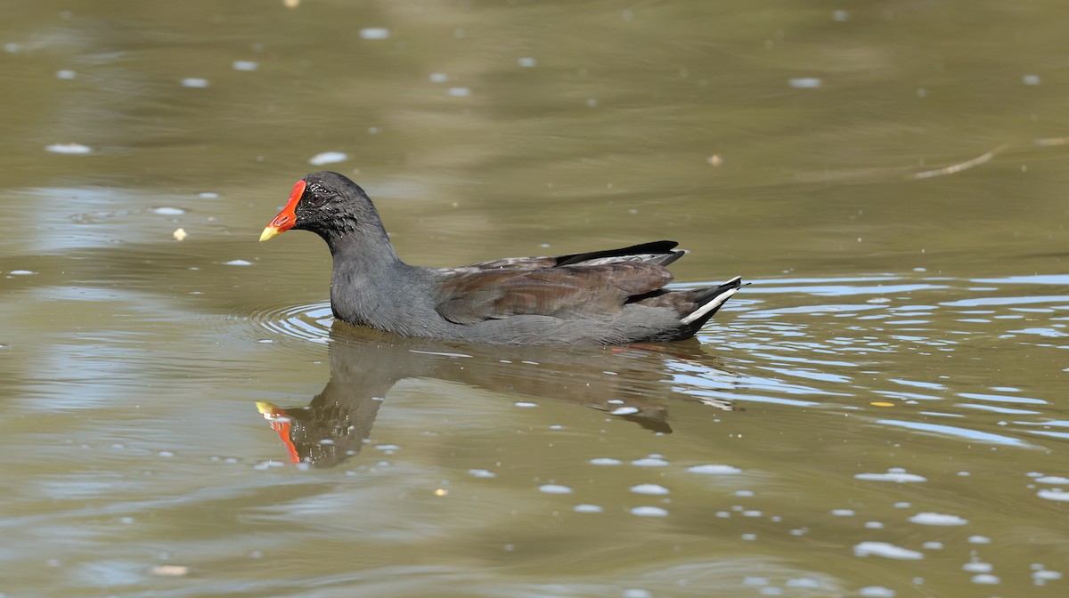 slípka tmavá - ML652178352