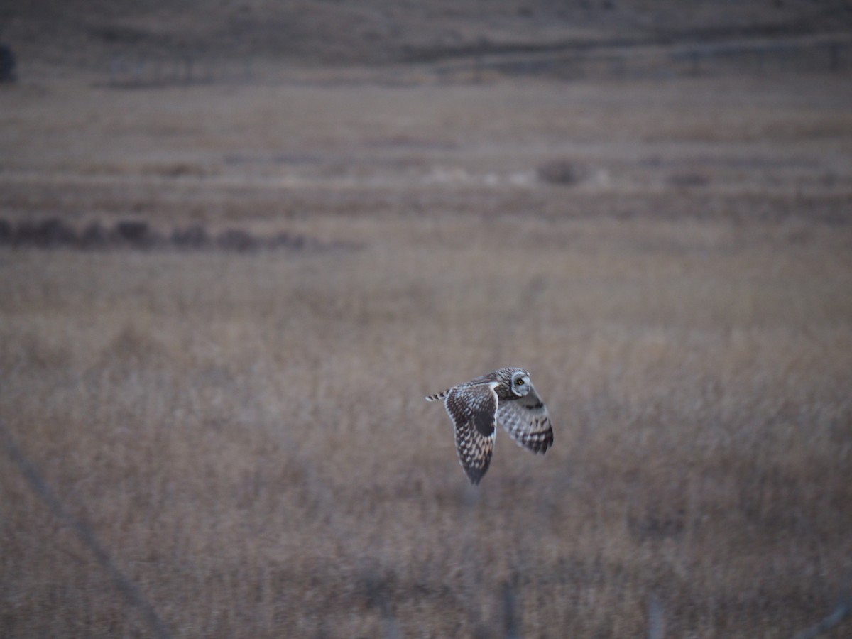 Kır Baykuşu - ML652178696