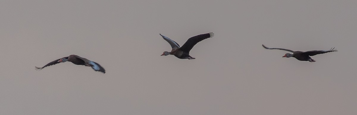 Black-bellied Whistling-Duck - ML652178700