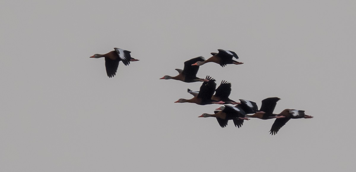 Black-bellied Whistling-Duck - ML652178701