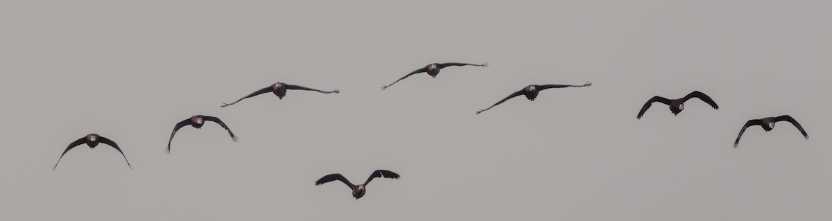 Black-bellied Whistling-Duck - ML652178702