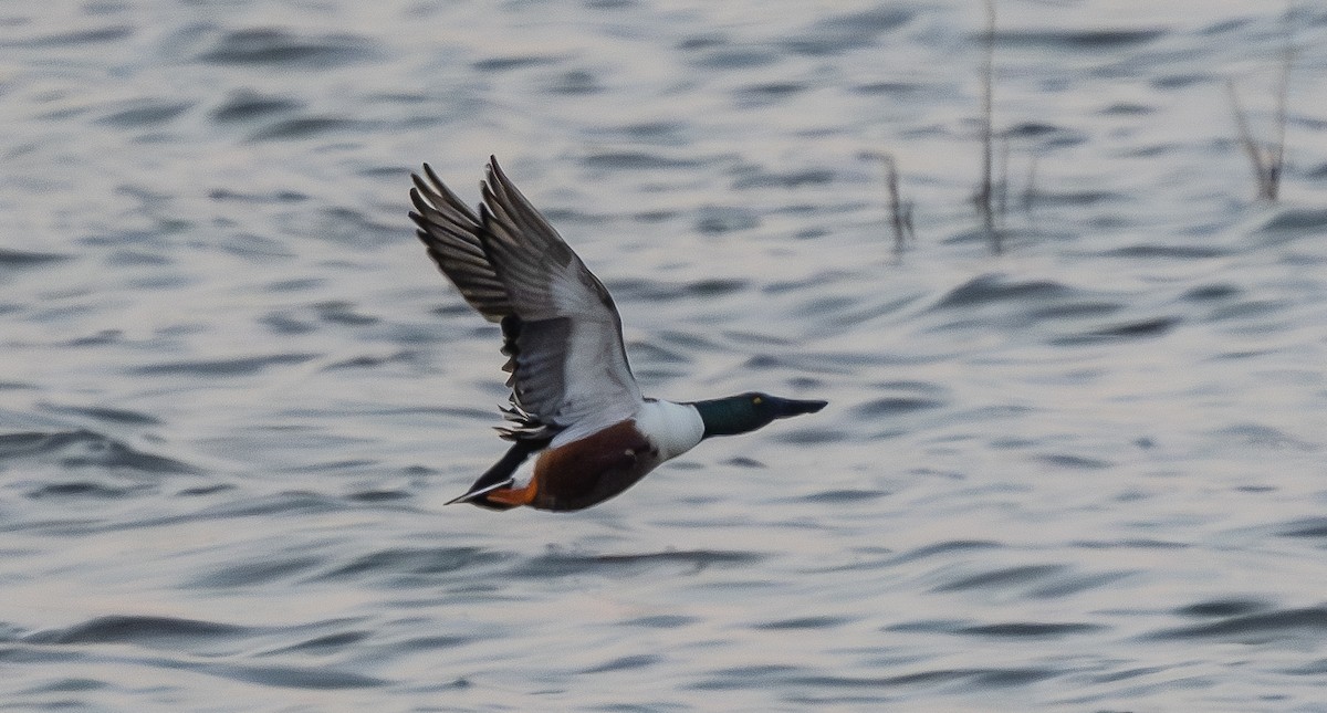 Northern Shoveler - ML652178719