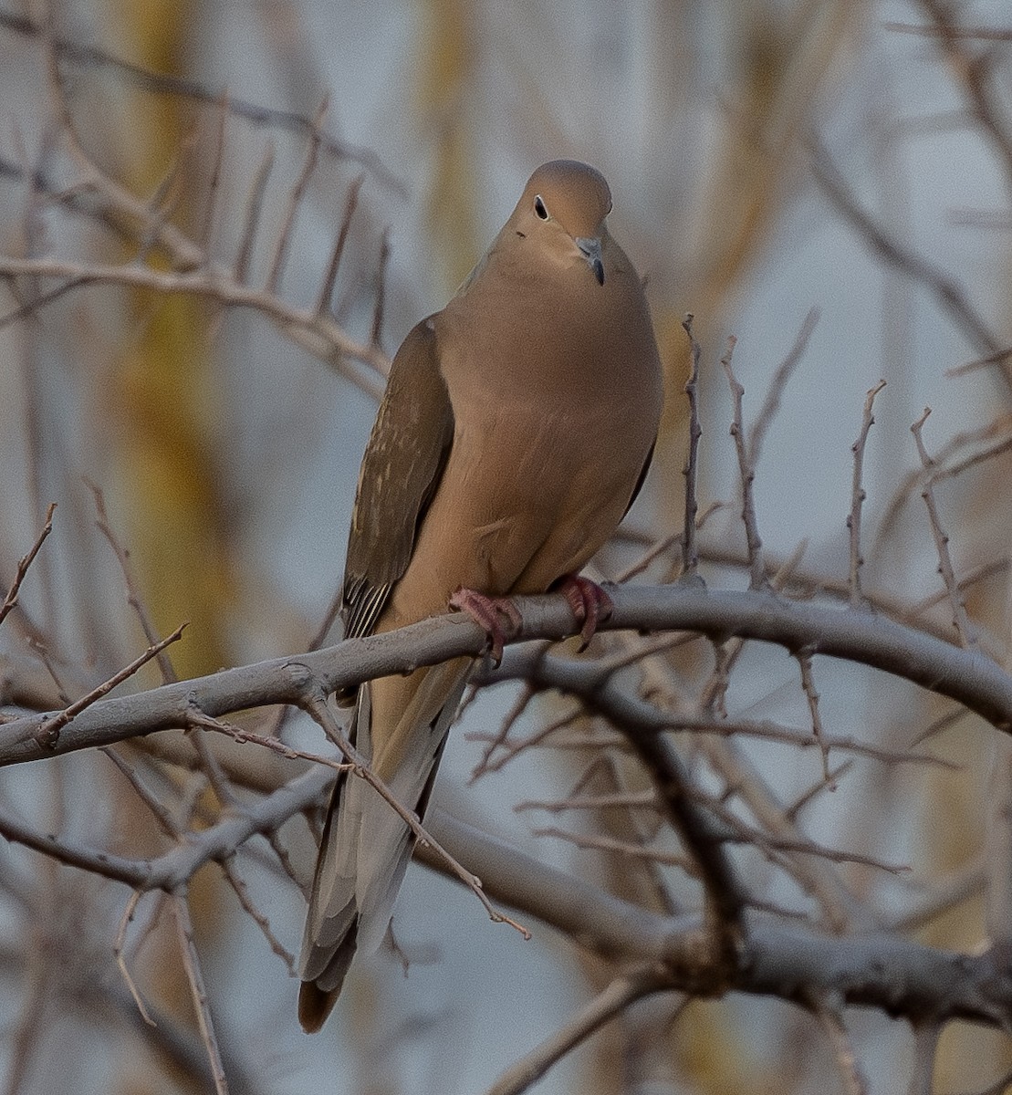 Mourning Dove - ML652178729