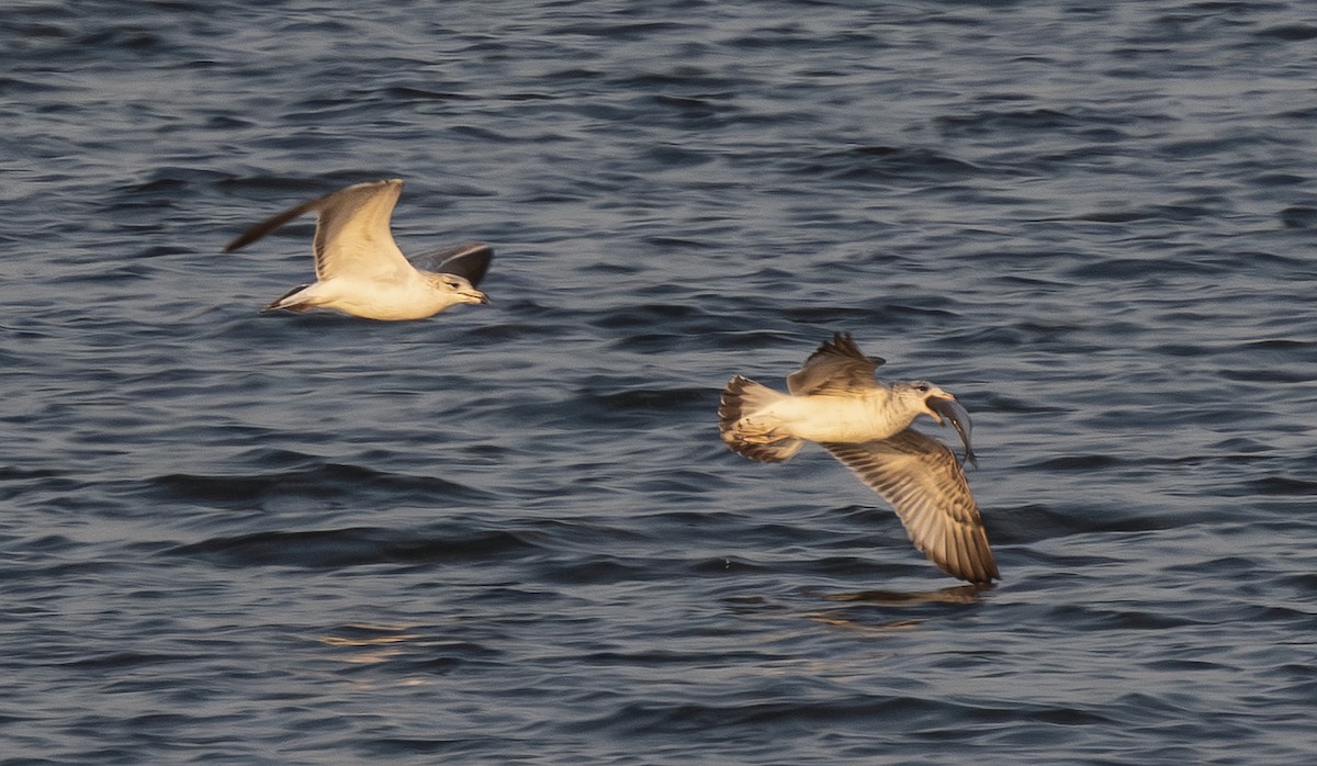 Ring-billed Gull - ML652178746