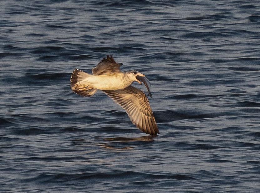 Ring-billed Gull - ML652178747