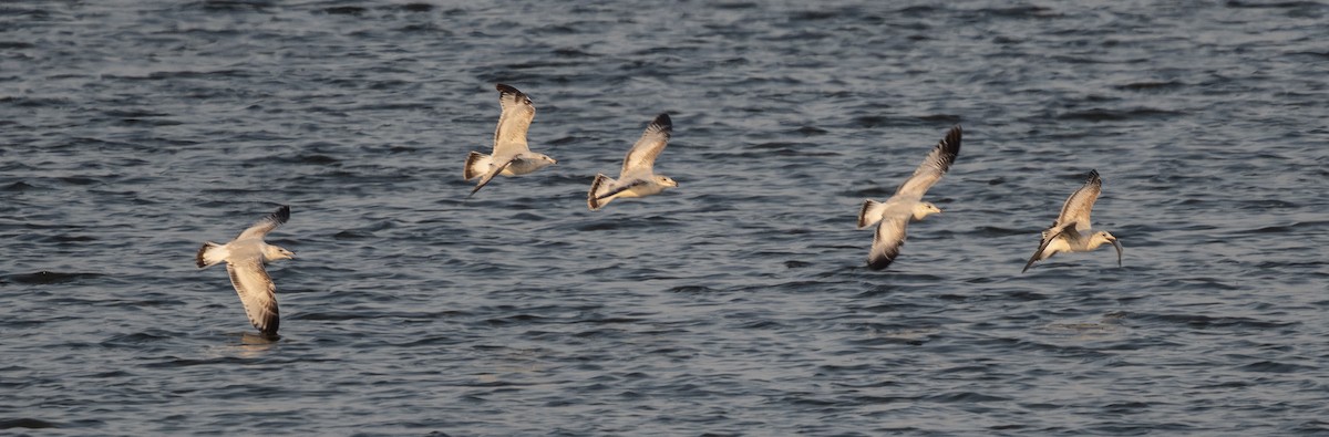Ring-billed Gull - ML652178748