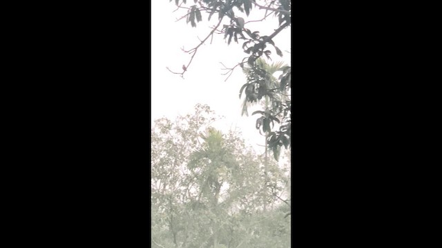 Taiga Flycatcher - ML652178903