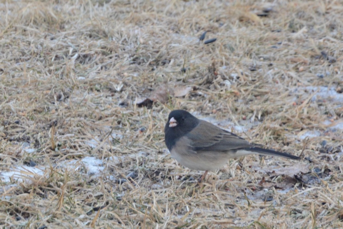 Kara Gözlü Junko - ML652178934