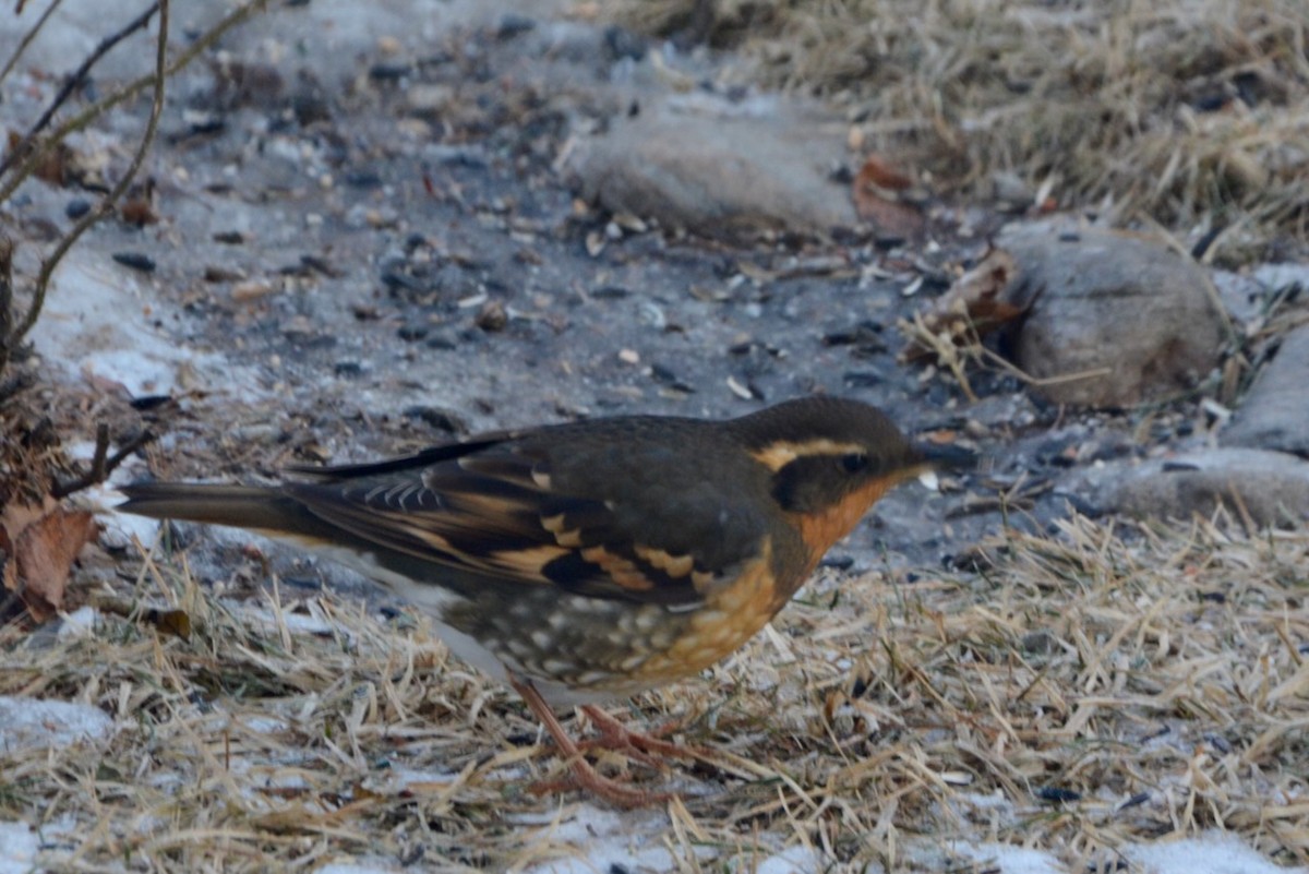 Turuncu Ardıç - ML652178957