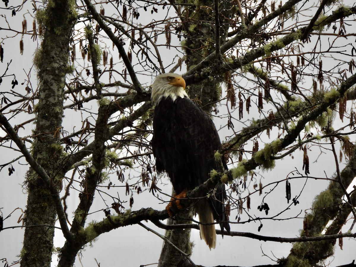Bald Eagle - ML652179294