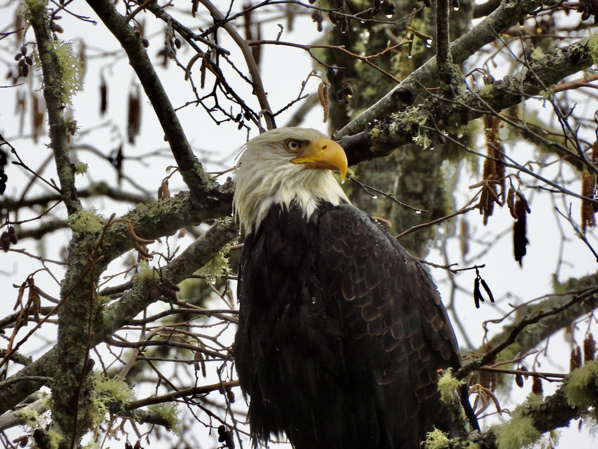 Bald Eagle - ML652179295