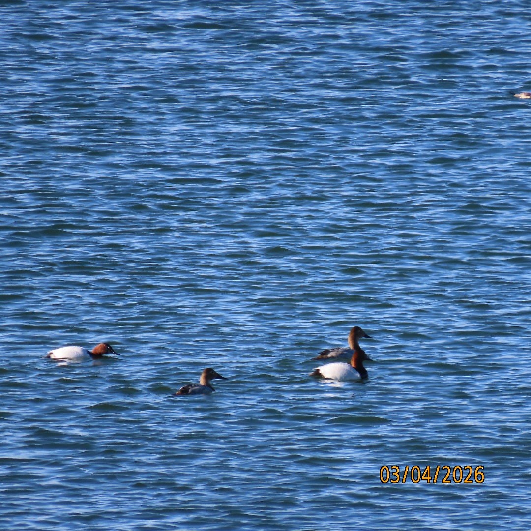 Canvasback - ML652179842