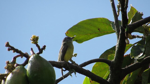 Sooty-headed Tyrannulet - ML652180368