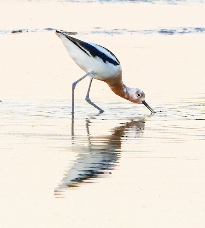 Avocette d'Amérique - ML652180641