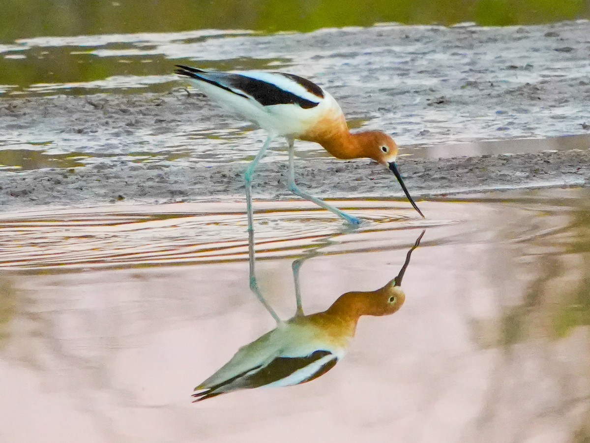 Avocette d'Amérique - ML652180642