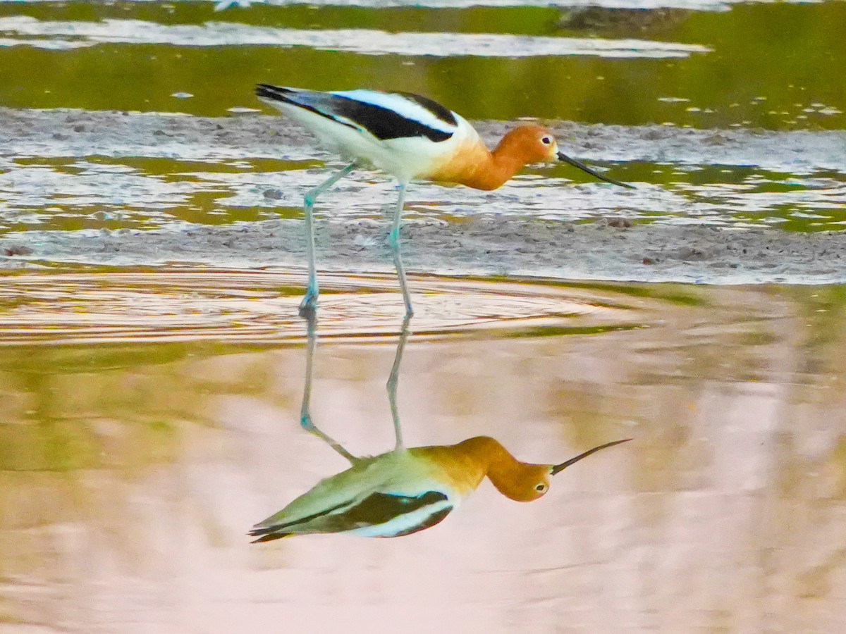Avocette d'Amérique - ML652180643