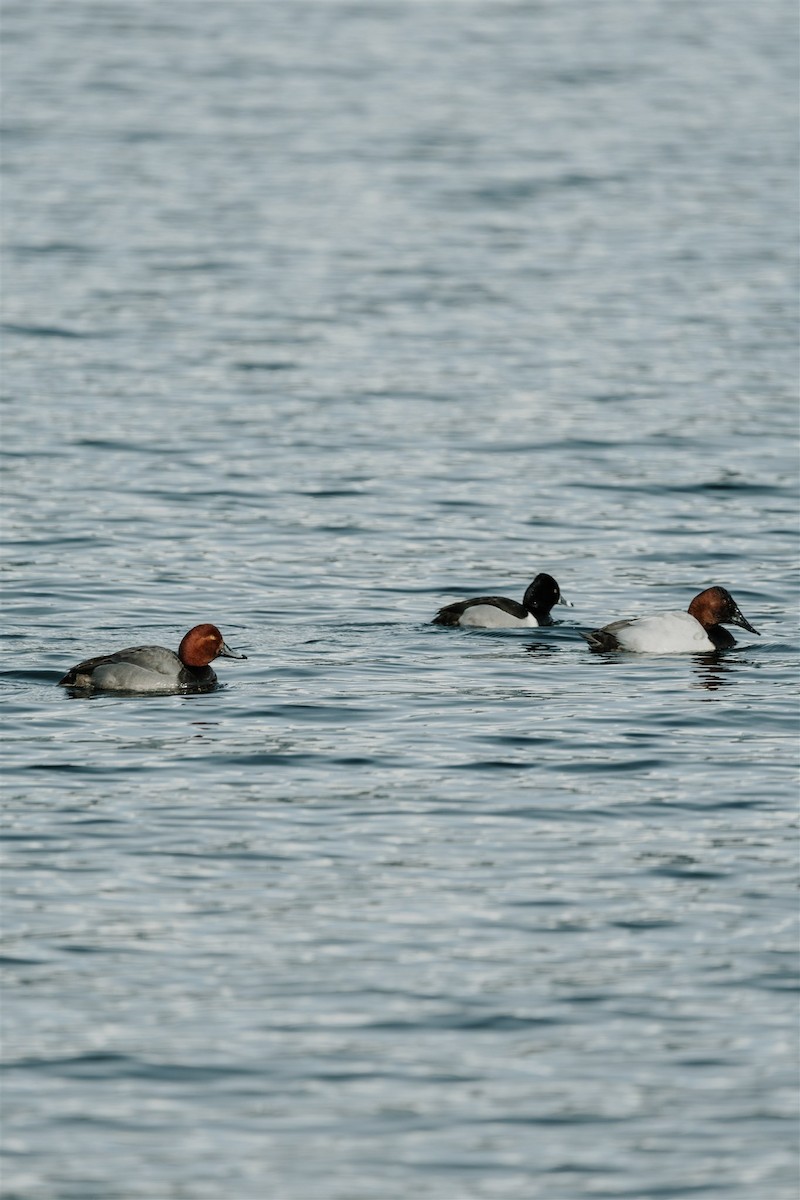 Canvasback - ML652180664
